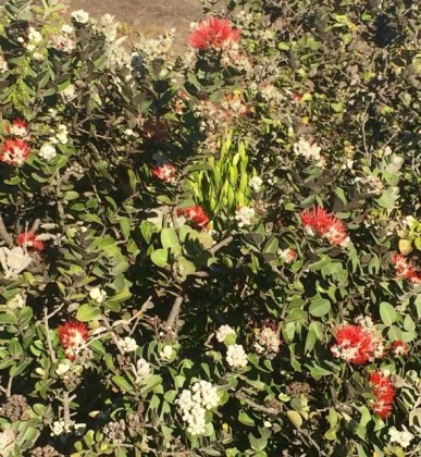 オヒアレフアの花