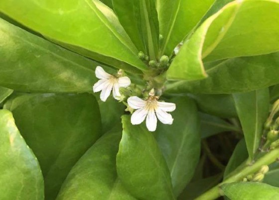 ビーチ・ナウパカの花